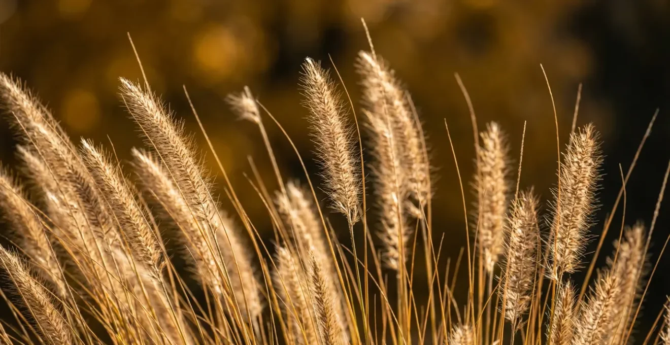 Campo de gramíneas ornamentales en masa con luz del atardecer