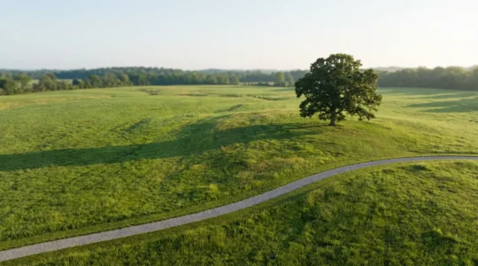 Vista aérea de una extensa pradera verde con suaves ondulaciones, bordes definidos y un árbol solitario creando punto focal