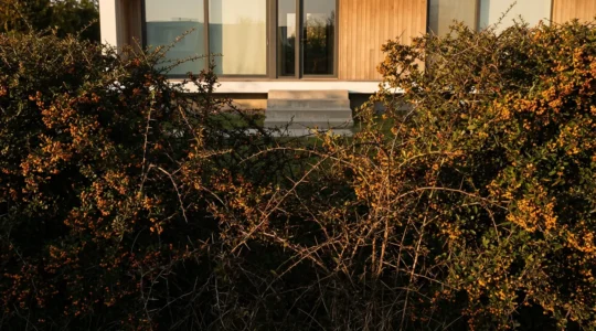Barrera natural de plantas espinosas densas protegiendo entrada de casa al atardecer